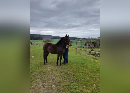 Plus de chevaux à sang chaud Croisé, Hongre, 5 Ans, 153 cm, Bai brun
