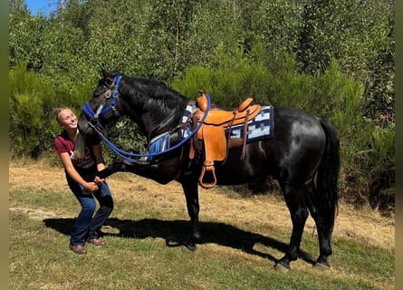 Plus de chevaux à sang chaud, Hongre, 5 Ans, 156 cm, Noir