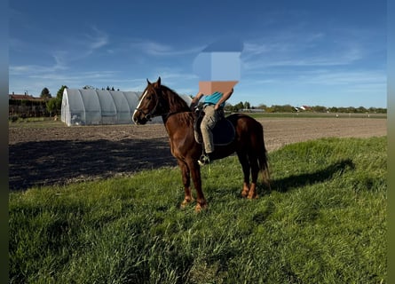Plus de chevaux à sang chaud Croisé, Hongre, 5 Ans, 163 cm, Alezan brûlé