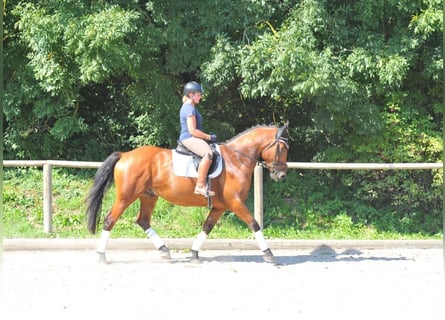 Plus de chevaux à sang chaud, Hongre, 5 Ans, 164 cm, Bai