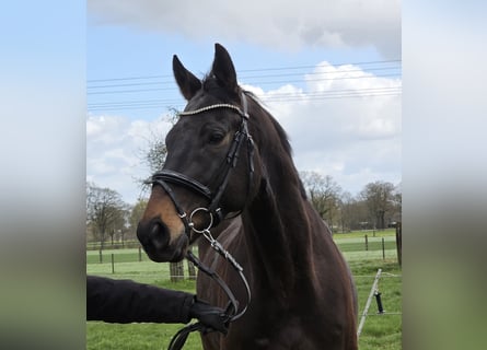 Plus de chevaux à sang chaud, Hongre, 5 Ans, 168 cm, Bai brun foncé