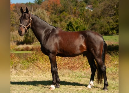 Plus de chevaux à sang chaud, Hongre, 5 Ans, 168 cm, Bai cerise