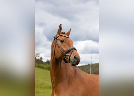 Plus de chevaux à sang chaud, Hongre, 5 Ans, 173 cm, Bai