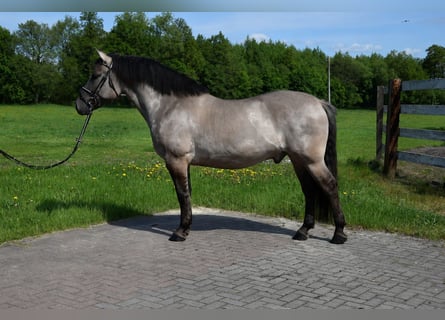 Plus de chevaux à sang chaud, Hongre, 6 Ans, 156 cm, Isabelle