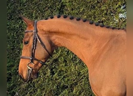 Plus de chevaux à sang chaud, Hongre, 6 Ans, 162 cm, Bai