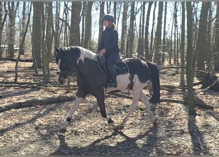 Plus de chevaux à sang chaud, Hongre, 6 Ans, 165 cm, Pinto