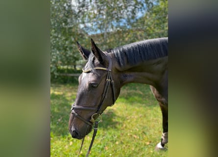 Plus de chevaux à sang chaud, Hongre, 6 Ans, 169 cm, Bai brun