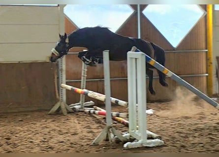 Plus de chevaux à sang chaud, Hongre, 7 Ans, 161 cm, Bai brun
