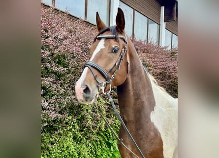 Plus de chevaux à sang chaud, Hongre, 7 Ans, 164 cm, Pinto