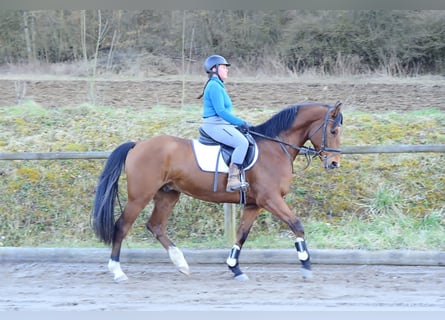 Plus de chevaux à sang chaud, Hongre, 7 Ans, 168 cm, Bai