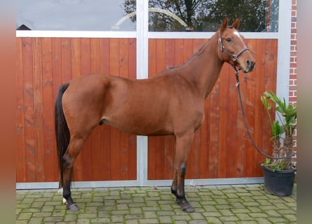 Plus de chevaux à sang chaud, Hongre, 7 Ans, 168 cm