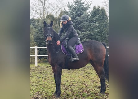 Plus de chevaux à sang chaud, Hongre, 7 Ans, 170 cm, Bai brun