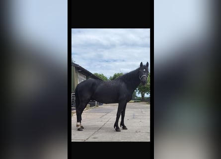 Plus de chevaux à sang chaud, Hongre, 8 Ans, 156 cm, Noir