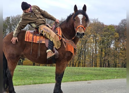 Plus de chevaux à sang chaud, Hongre, 9 Ans, 162 cm, Bai