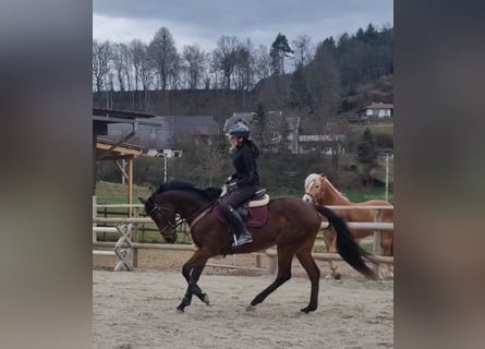 Plus de chevaux à sang chaud, Hongre, 9 Ans, 162 cm, Bai