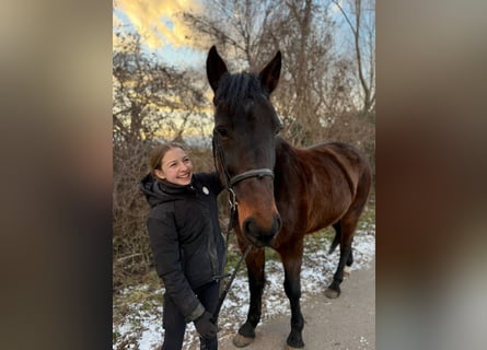 Plus de chevaux à sang chaud, Hongre, 9 Ans, 164 cm, Bai brun