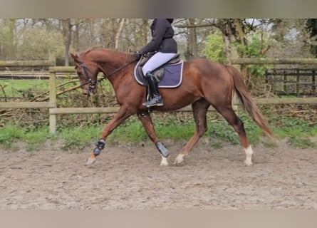Plus de chevaux à sang chaud, Hongre, 9 Ans, 165 cm, Alezan brûlé