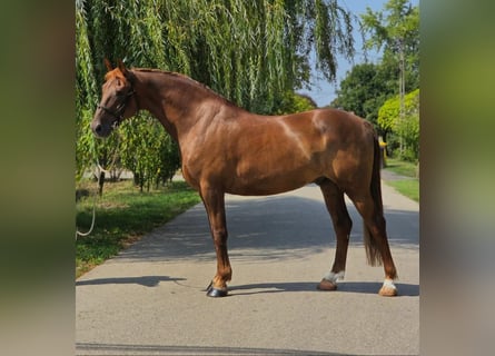 Plus de chevaux à sang chaud, Hongre, 9 Ans, 165 cm, Alezan