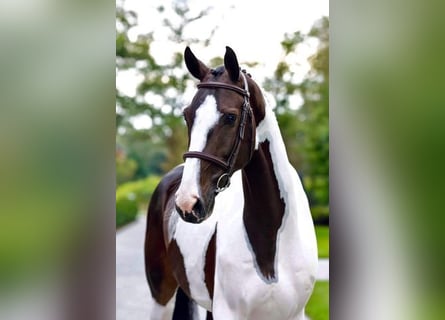 Plus de chevaux à sang chaud, Hongre, 9 Ans, 168 cm, Tobiano-toutes couleurs