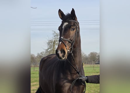Plus de chevaux à sang chaud, Hongre, 9 Ans, 170 cm, Bai
