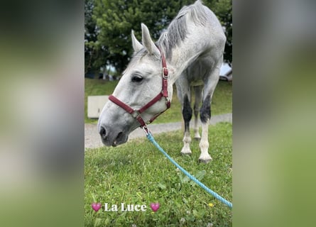 Plus de chevaux à sang chaud, Jument, 10 Ans