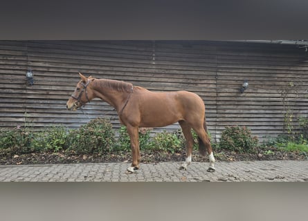 Plus de chevaux à sang chaud, Jument, 11 Ans, 161 cm, Alezan