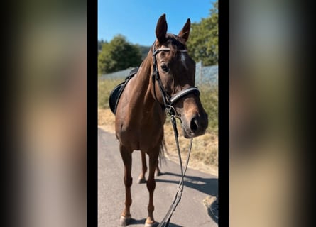 Plus de chevaux à sang chaud, Jument, 11 Ans, 165 cm, Bai