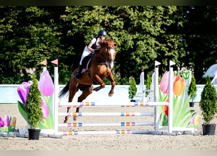Plus de chevaux à sang chaud, Jument, 11 Ans, 167 cm, Alezan