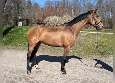Plus de chevaux à sang chaud, Jument, 11 Ans, 168 cm, Bai