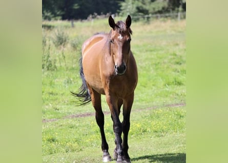 Plus de chevaux à sang chaud, Jument, 12 Ans, 165 cm, Bai brun