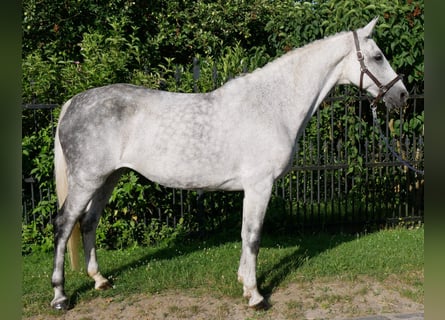 Plus de chevaux à sang chaud, Jument, 12 Ans, Gris pommelé