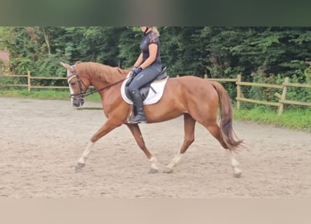 Plus de chevaux à sang chaud, Jument, 14 Ans, 158 cm, Alezan brûlé