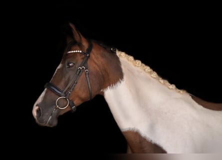 Plus de chevaux à sang chaud Croisé, Jument, 14 Ans, 162 cm, Pinto