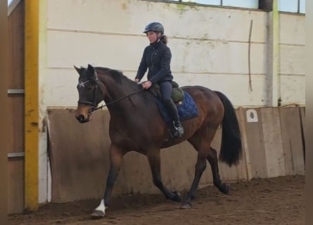 Plus de chevaux à sang chaud, Jument, 14 Ans, 167 cm, Bai brun
