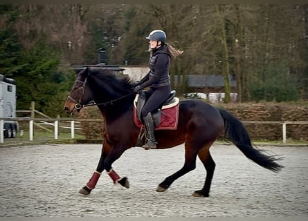 Plus de chevaux à sang chaud, Jument, 14 Ans, Bai brun