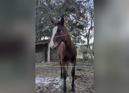 Plus de chevaux à sang chaud Croisé, Jument, 1 Année, Bai