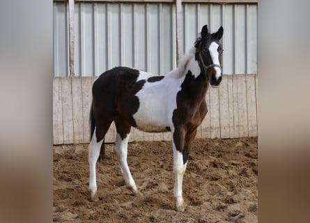 Plus de chevaux à sang chaud, Jument, 2 Ans, 170 cm, Pinto