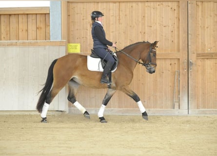 Plus de chevaux à sang chaud, Jument, 3 Ans, 164 cm, Bai clair