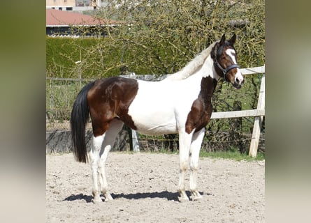 Plus de chevaux à sang chaud, Jument, 3 Ans, 168 cm, Pinto