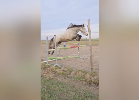 Plus de chevaux à sang chaud, Jument, 3 Ans, 170 cm, Blanc
