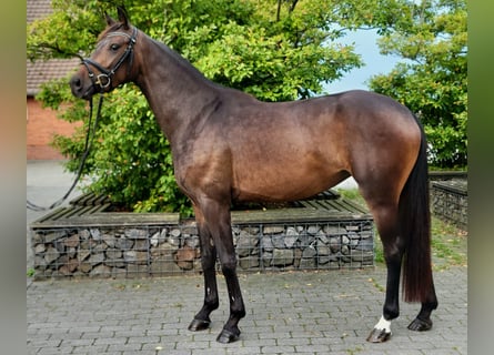 Plus de chevaux à sang chaud, Jument, 4 Ans, 158 cm, Bai brun