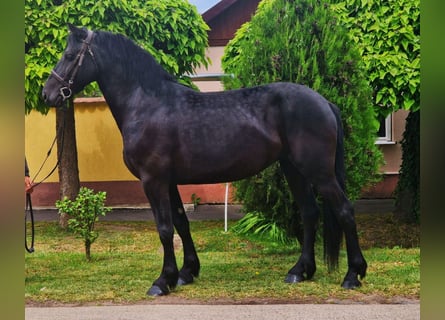 Plus de chevaux à sang chaud, Jument, 5 Ans, 155 cm, Noir