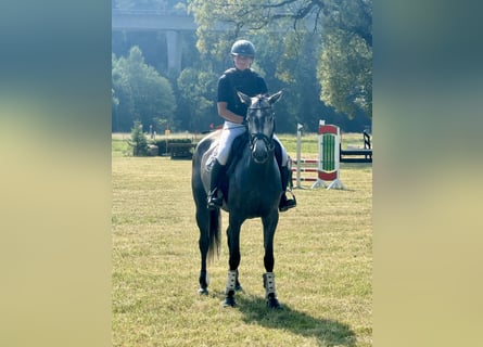 Plus de chevaux à sang chaud, Jument, 5 Ans, 162 cm, Gris