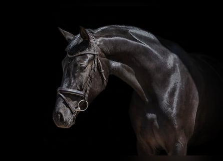 Plus de chevaux à sang chaud, Jument, 5 Ans, 168 cm, Noir