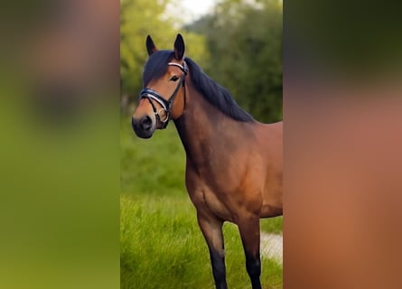 Plus de chevaux à sang chaud, Jument, 6 Ans, 155 cm, Bai
