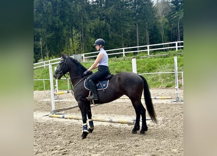 Plus de chevaux à sang chaud, Jument, 6 Ans, 155 cm, Noir