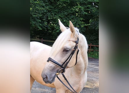 Plus de chevaux à sang chaud, Jument, 6 Ans, 156 cm, Palomino