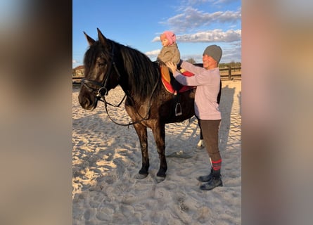 Plus de chevaux à sang chaud Croisé, Jument, 6 Ans, 160 cm, Noir