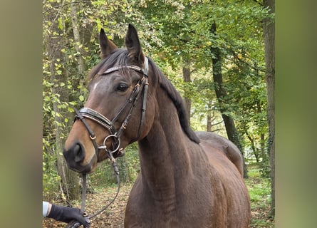 Plus de chevaux à sang chaud, Jument, 6 Ans, 162 cm, Bai brun