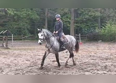 Plus de chevaux à sang chaud, Jument, 6 Ans, 162 cm, Gris noir